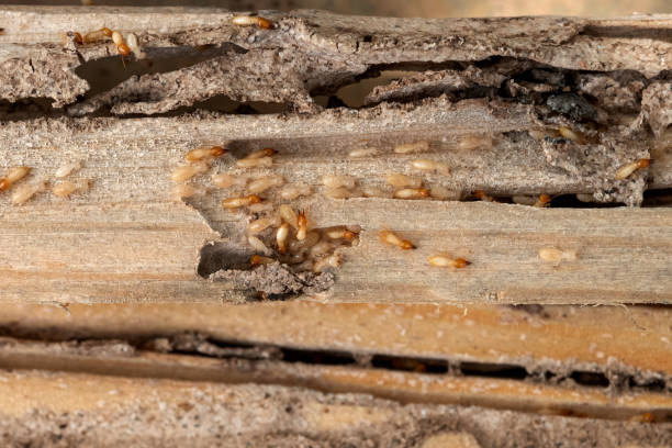Best Wasp Removal Services  in Mystic, CT