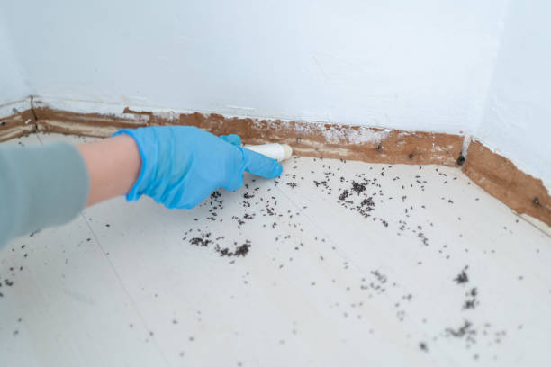 Best Best Pest Control Companies  in Mystic, CT